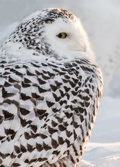 Snowy Owl