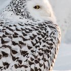 Snowy Owl