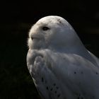 Snowy Owl