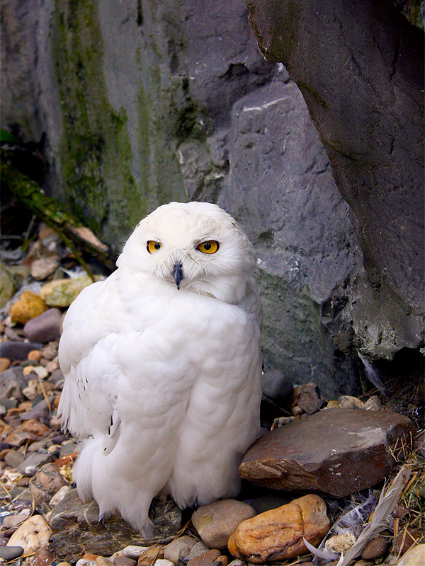 Snowy owl