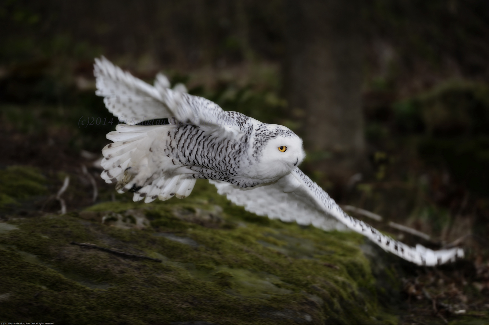 Snowy owl (Nyctea scandiaca)