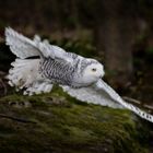 Snowy owl (Nyctea scandiaca)