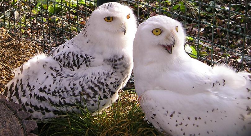 Snowy Owls