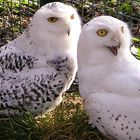 Snowy Owls