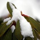 snowy plant