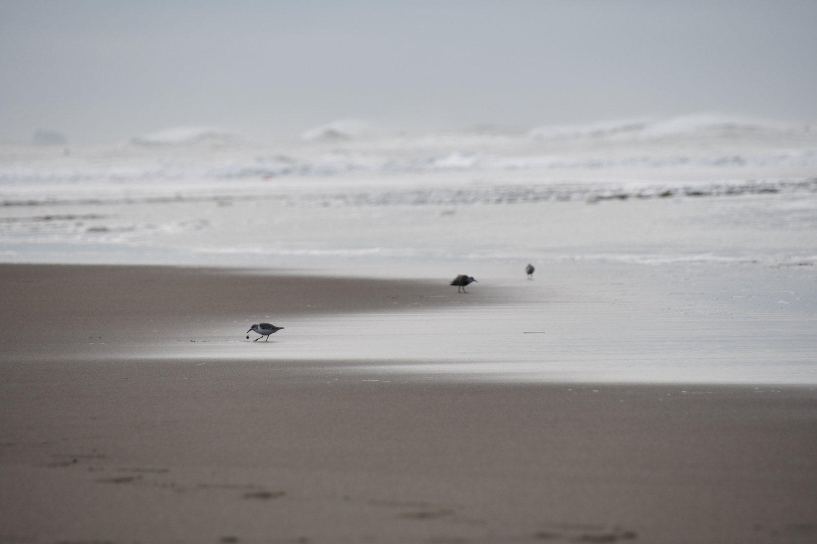 Snowy Plover am Ocean Beach, San Francisco