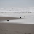 Snowy Plover am Ocean Beach, San Francisco