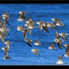 Snowy Plovers