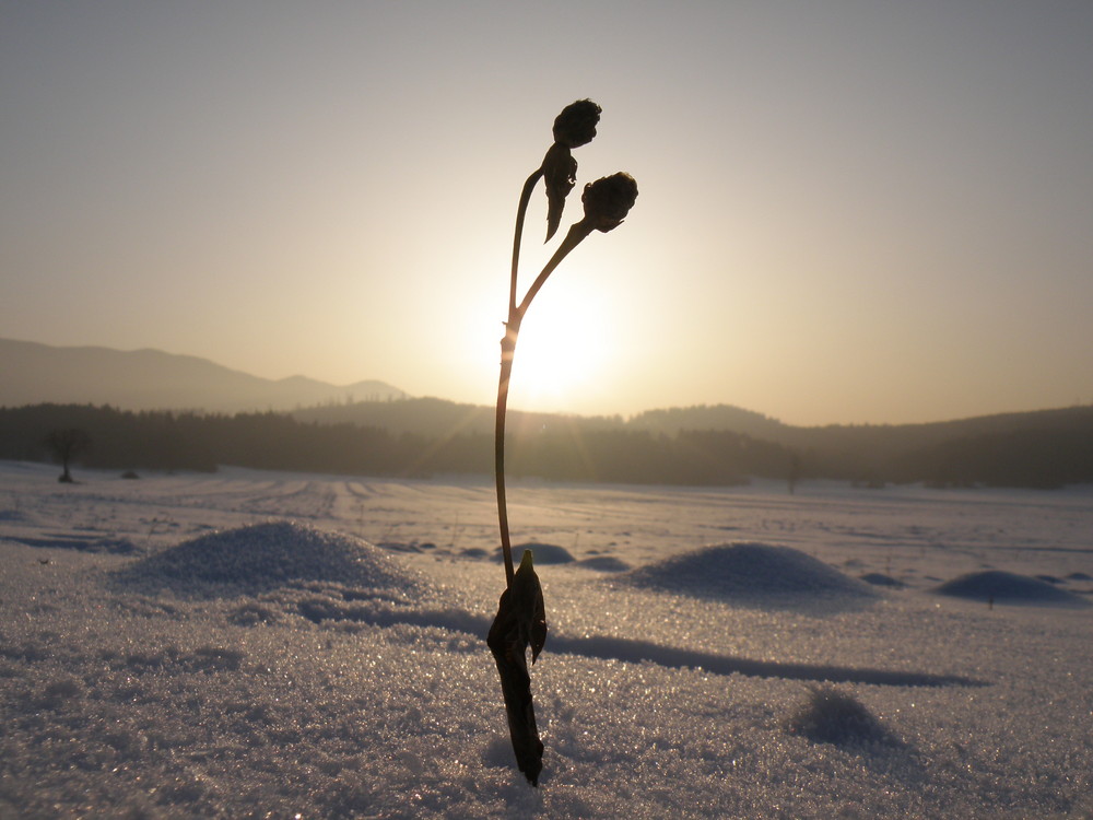 snowy sunset