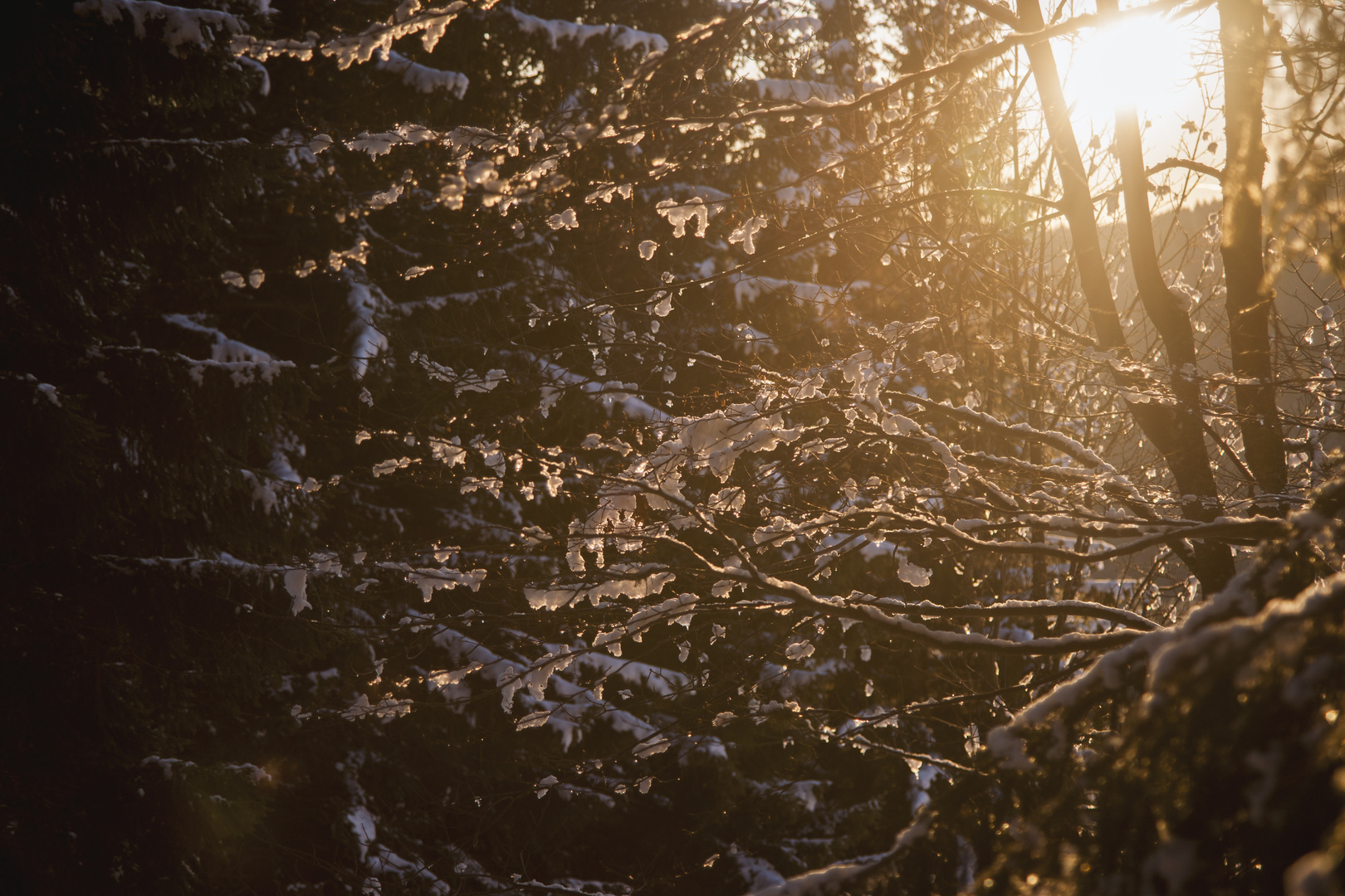 snowy tree