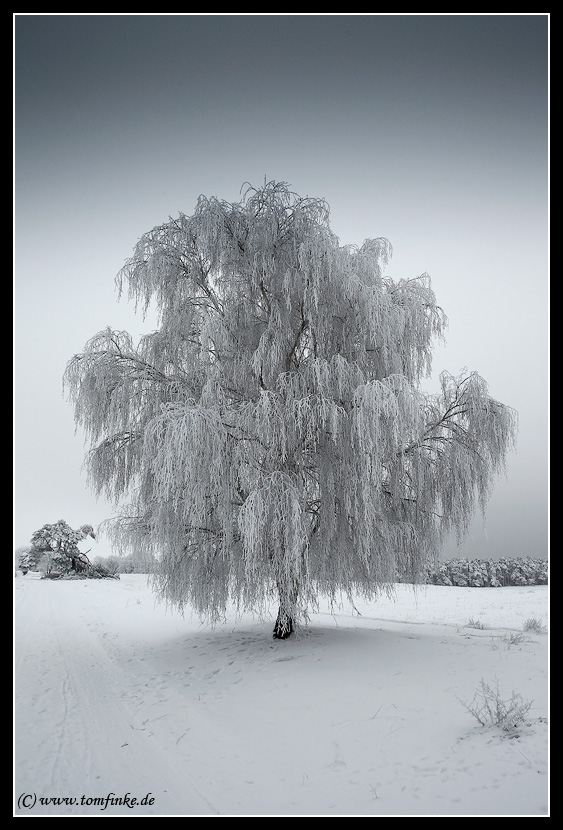 Snowy Tree