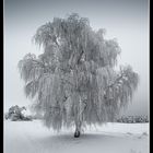 Snowy Tree