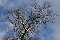 snowy Tree