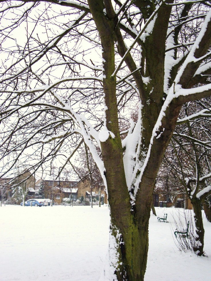 Snowy Tree