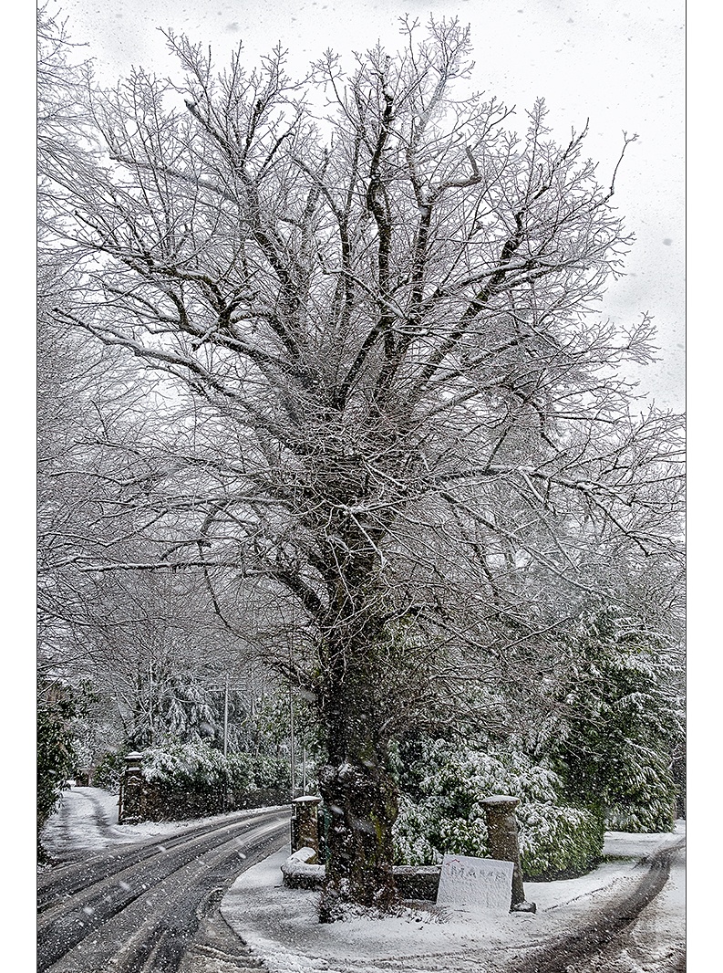 Snowy Tree in the Spring