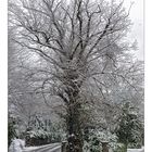 Snowy Tree in the Spring