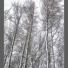 Snowy Trees 02