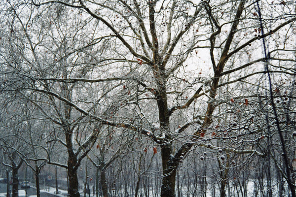 snowy trees