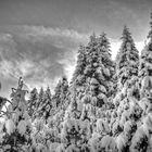 Snowy trees