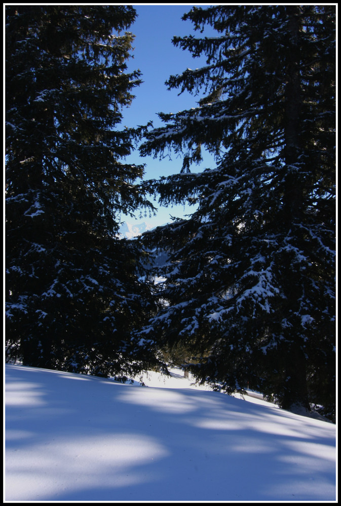 Snowy Trees