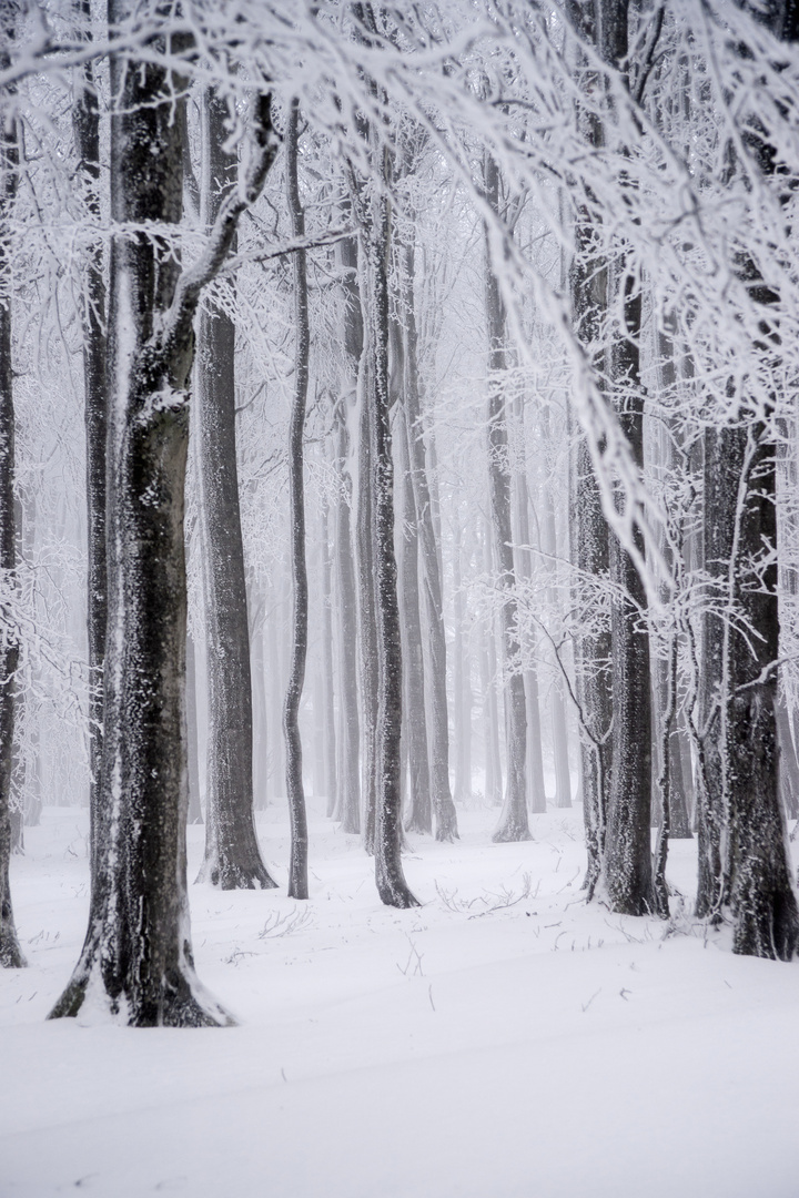 snowy trees