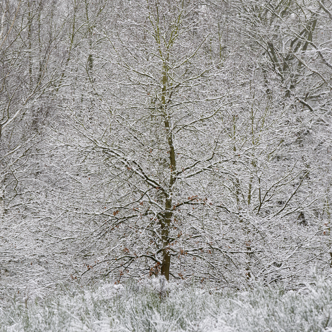 Snowy Woods 