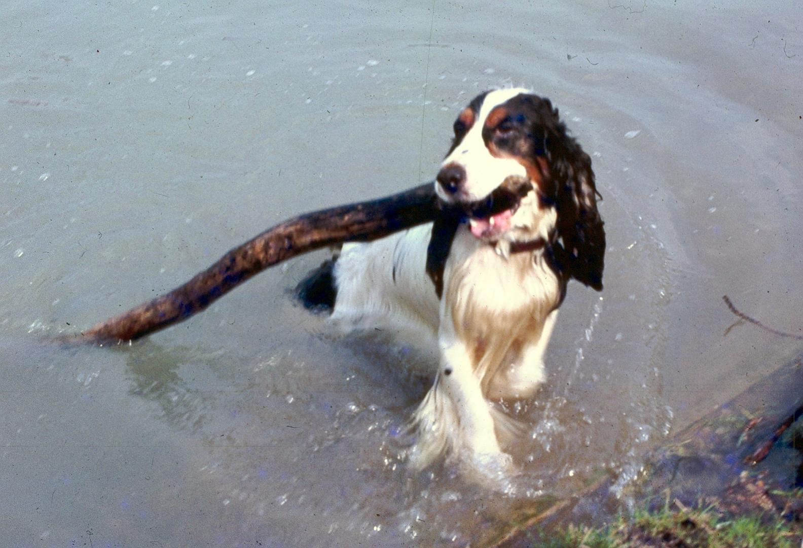 Snuffi holt sich einen Stock aus dem Rhein und schleppt ihn an Land.