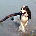 Snuffi holt sich einen Stock aus dem Rhein und schleppt ihn an Land.