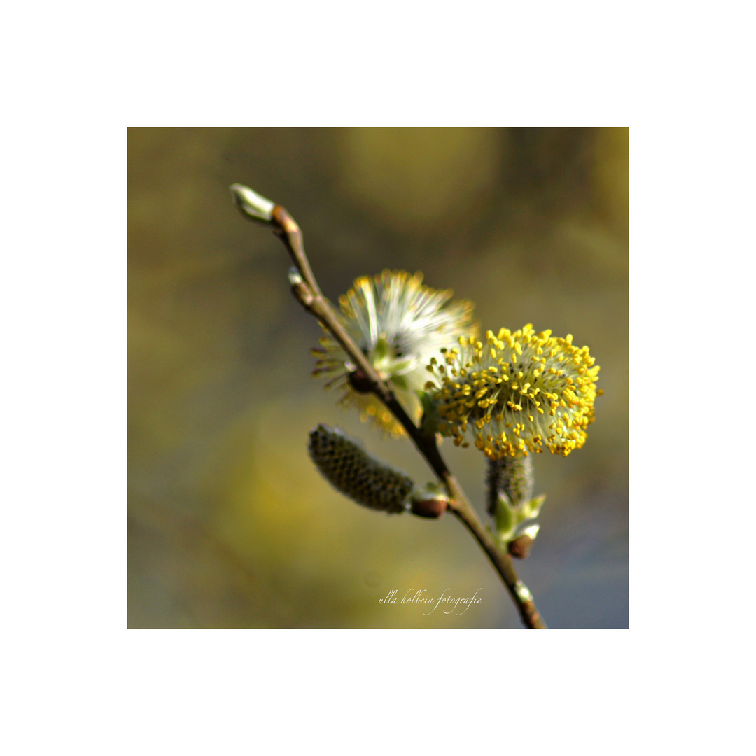 sO... Foto & Bild | Bilder auf fotocommunity