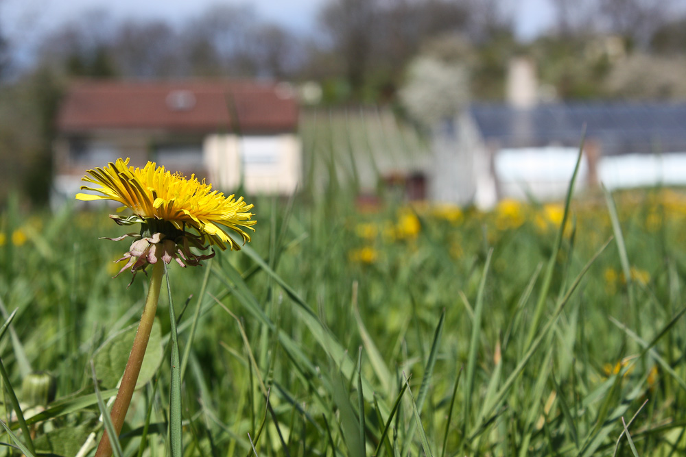 So allein auf der Wiese..