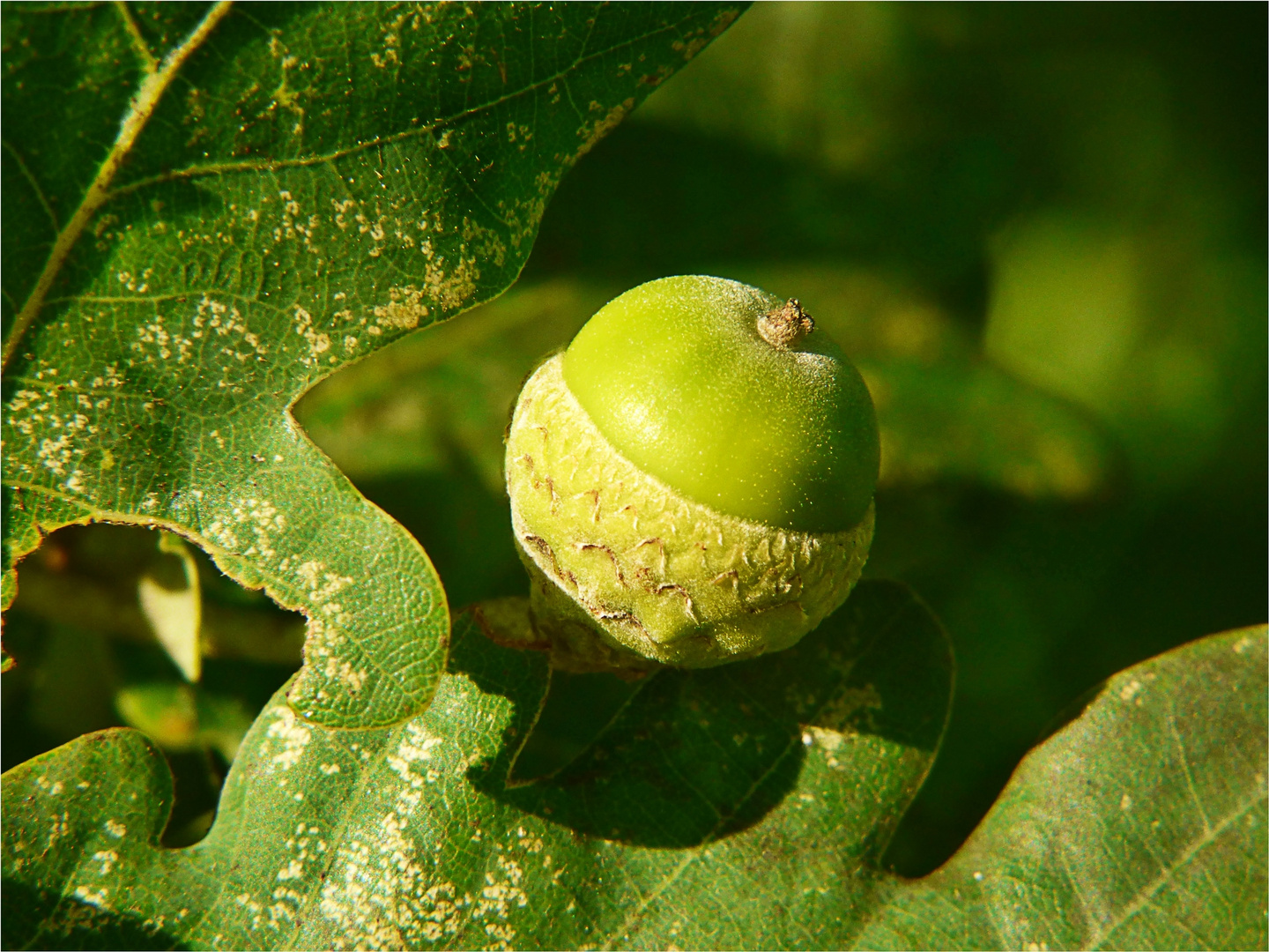 So allmählich sieht man die Herbstmotive