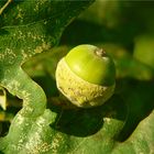 So allmählich sieht man die Herbstmotive