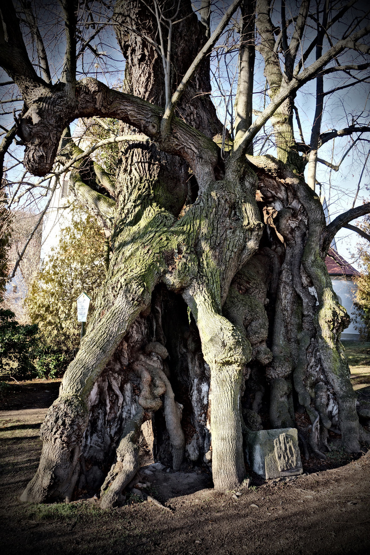 So alt wie dieser 1000-jährige Baum wird kein Mensch.