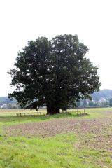 so aus der Entfernung, wirkt es wie ein Baum