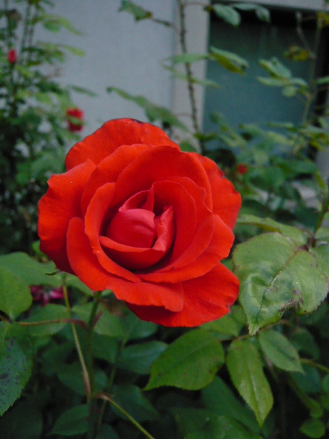 so bald sind das die letzten Rosen die wir am Geschäft sehn (wir ziehn um).