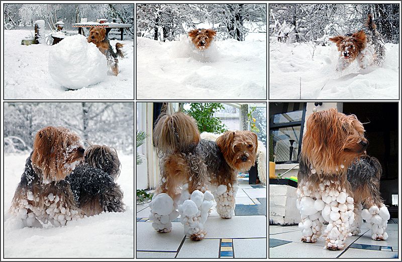 so baut man einen "schneehund"