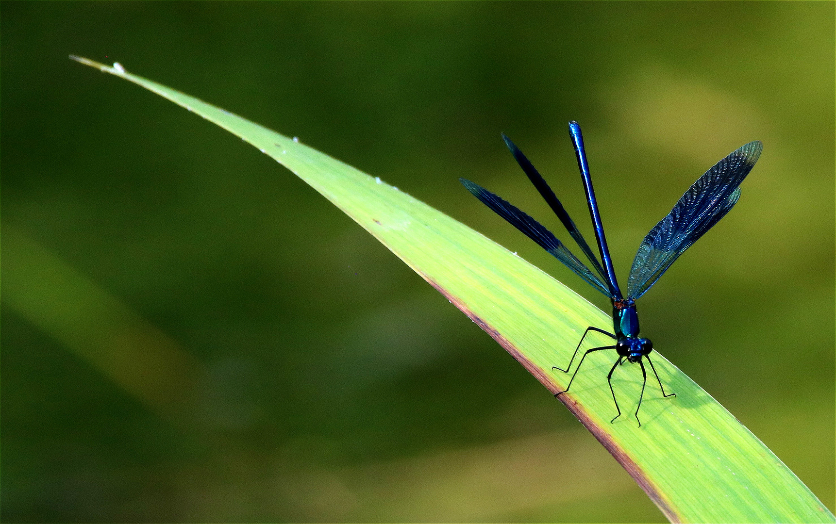 ° So blau..... °