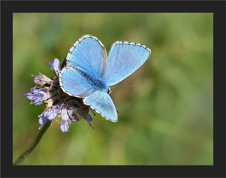 So blau