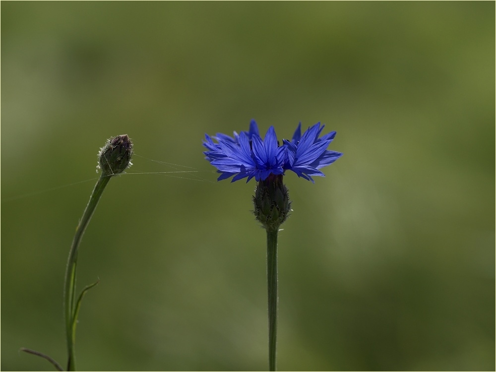 so blau