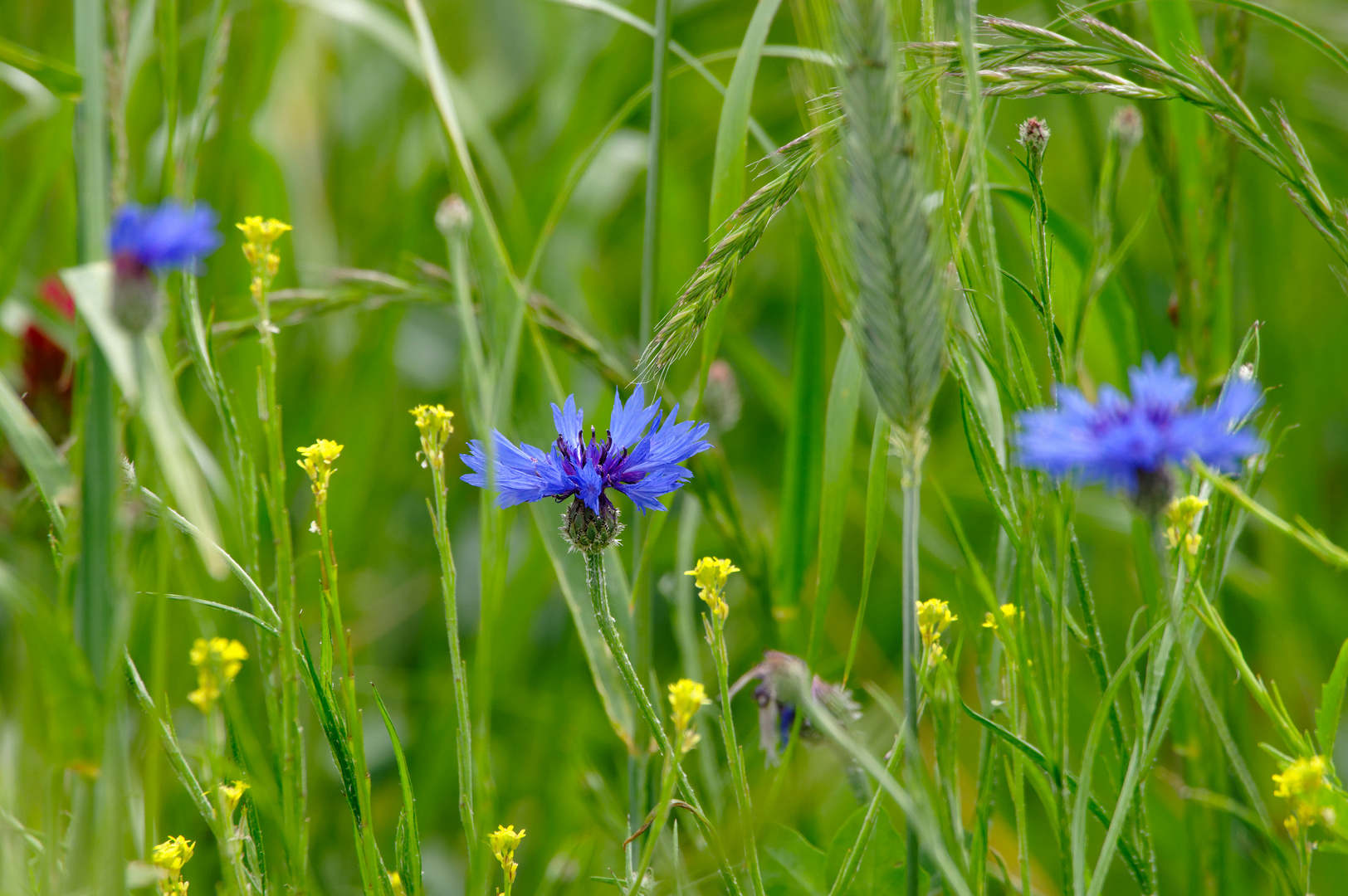 So blau