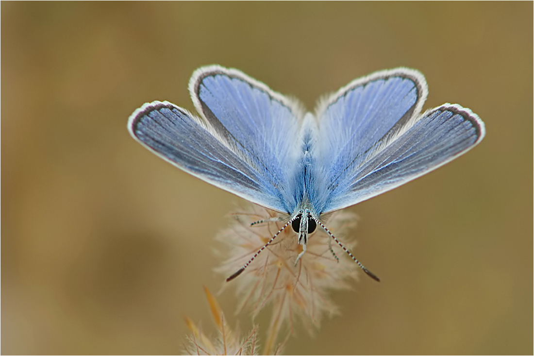  So blau...