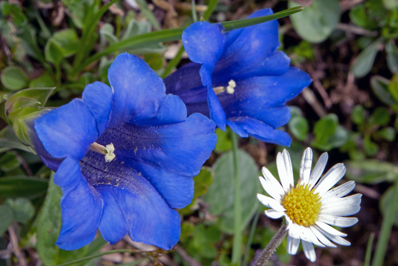 So blau, blau, blau...