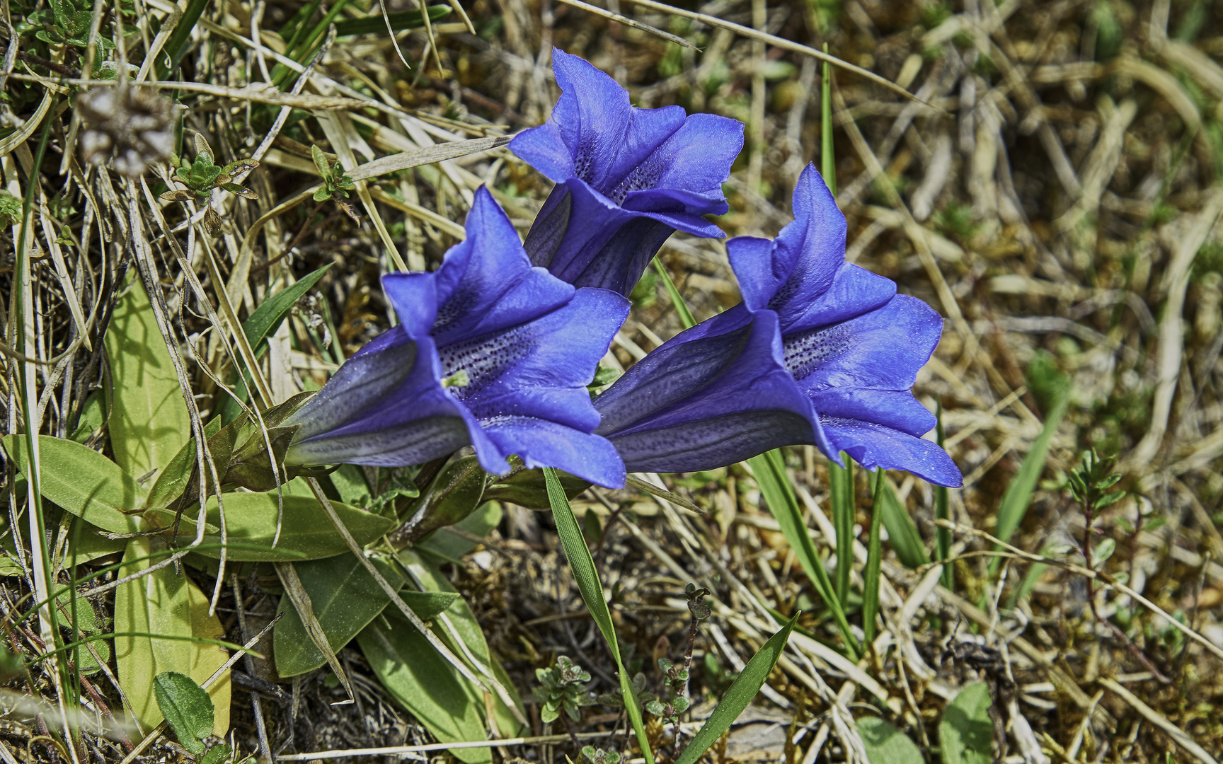 So blau, blau, blau bl....