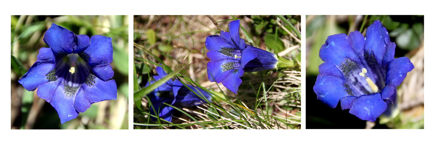 *So blau blau blau, blüht der Enzian*