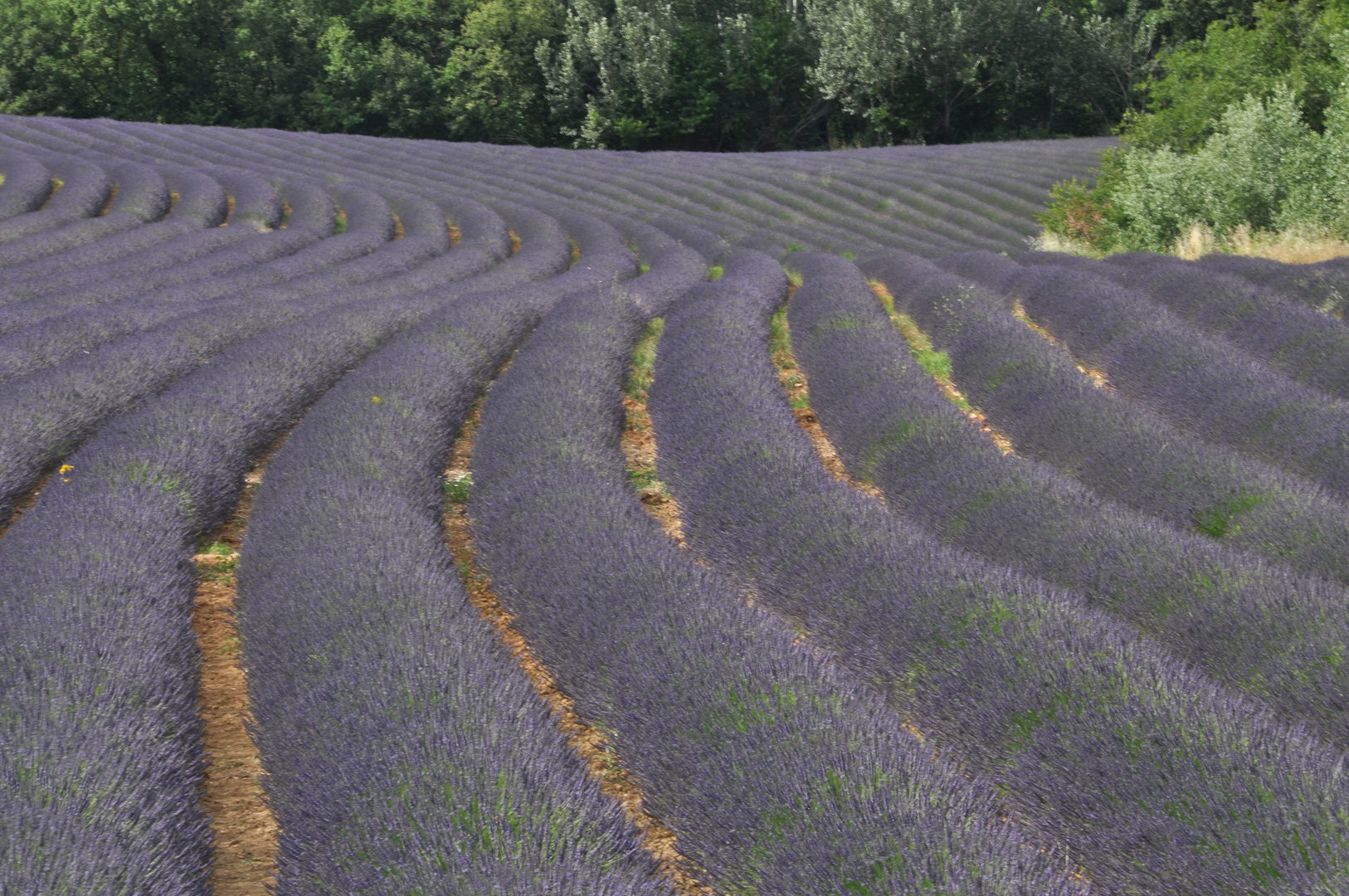 So blau blüht der Lavendel in der Provence.