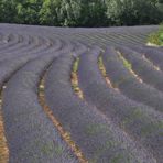 So blau blüht der Lavendel in der Provence.