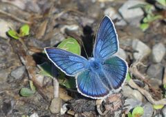 So blau ... zum Blue Monday