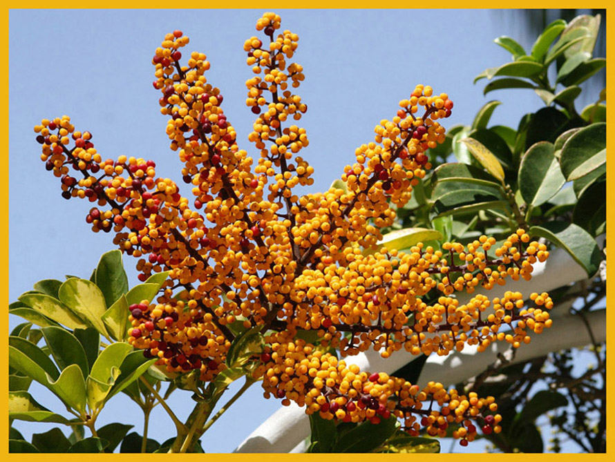 So blüt die Schefflera arboricola