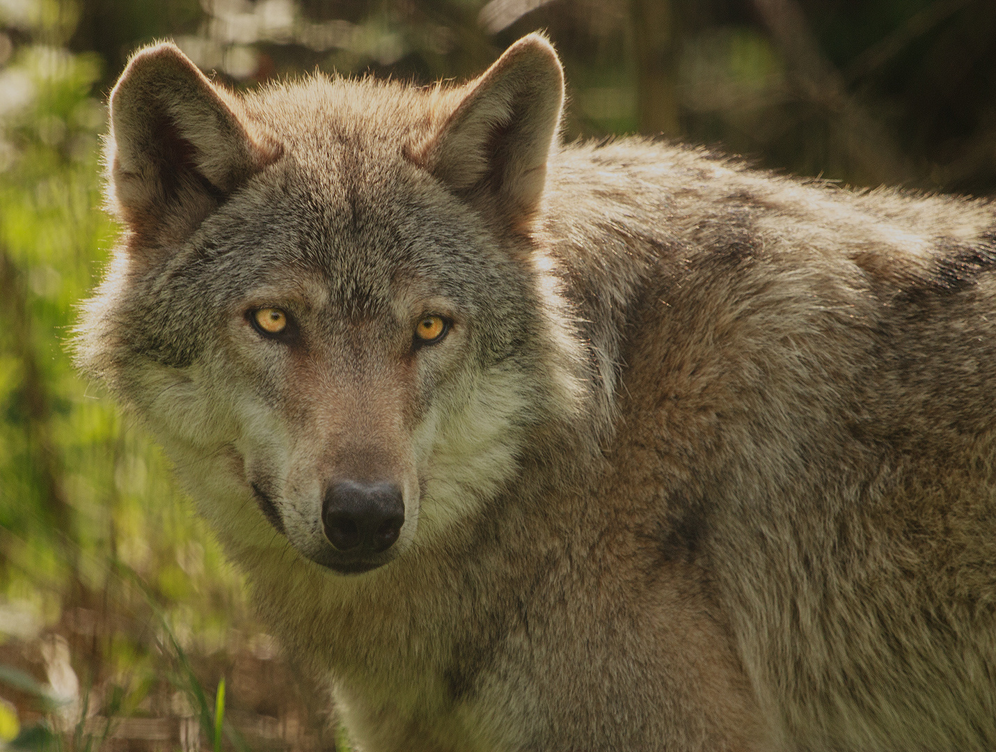 So böse sieht der Wolf gar nicht aus...