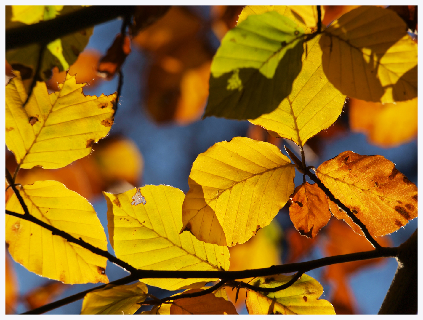 So bunt ist der Herbst